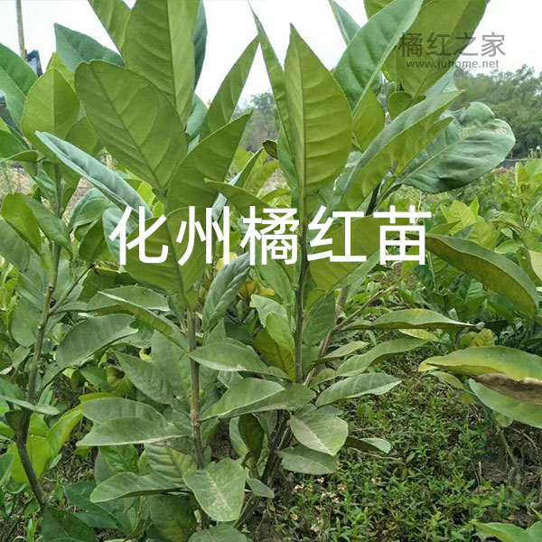 正宗化州橘红苗 / 1棵